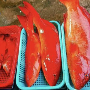 Cá mú đỏ, Mực câu côn đảo Vũng Tàu, Cá mú cao cấp